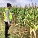 Dukung Swasembada Pangan, Bhabinkamtibmas Polsek Madang Suku I Tinjau Lahan Jagung Milik Warga di Belitang Madang Raya