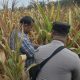 Polsek Buay Pemuka Peliung Rutin Pantau Pertumbuhan Jagung, Perkuat Dukungan terhadap Program Ketahanan Pangan Nasional