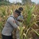 Optimalkan Lahan Produktif, Polsek Buay Pemuka Peliung Pantau Perkembangan Jagung di Desa Pulau Negara