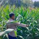 Kanit Bimas Polsek Buay Pemuka Peliung Intensif Pantau Lahan Jagung, Wujudkan Ketahanan Pangan Berkelanjutan