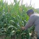 Aiptu Rusmiyadi Monitoring Lahan Jagung di Pulau Negara, Polsek Buay Pemuka Peliung Konsisten Dukung Ketahanan Pangan