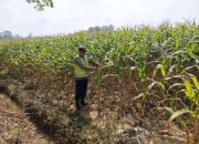 Polsek Madang Suku I Pantau Pertumbuhan Jagung, Dukung Penguatan Ketahanan Pangan