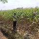 Dukung Ketahanan Pangan, Polsek Madang Suku I Pantau Perkembangan Tanaman Jagung Warga