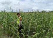 Dukung Swasembada Pangan, Polsek Madang Suku I Monitoring Perkembangan Tanaman Jagung Warga