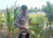 Bhabinkamtibmas Polsek BP Peliung Intensif Pantau Pertumbuhan Jagung, Wujud Dukungan Ketahanan Pangan Nasional
