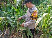 Optimalkan Lahan Produktif, Bhabinkamtibmas Polsek BP Peliung Rutin Awasi Pertumbuhan Jagung