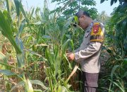 Pantau Tanaman Jagung di Desa Banu Mas, Polsek BP Peliung Perkuat Komitmen Dukung Ketahanan Pangan