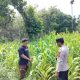 Cek Pertumbuhan Jagung di Pulau Negara, Kanit Binmas Polsek BP Peliung Perkuat Pendampingan Kelompok Tani