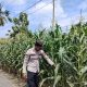 Polsek BP Peliung Gencarkan Pendampingan Petani, Kanit Binmas Monitoring Lahan Jagung di Desa Banu Mas
