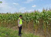 Aipda Maulana Malik Tinjau Lahan Jagung Warga di Belitang Madang Raya, Dukung Program Ketahanan Pangan Nasional