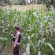 Bhabinkamtibmas Cek Kebun Jagung di Banu Ayu, Dorong Lahan Kosong Jadi Sumber Pangan