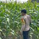 Dorong Ketahanan Pangan dari Desa, Bhabinkamtibmas Pantau Tanaman Jagung di Banu Ayu