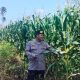 Jaga Produktivitas Lahan, Polsek BP Peliung Pantau Tanaman Jagung di Desa Bantan