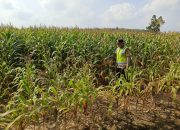 Bhabinkamtibmas Polsek Madang Suku I Cek Pertumbuhan Jagung di Desa Lubuk Harjo