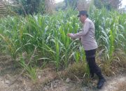 Pantau Lahan Ketahanan Pangan, Kasium Polsek BP Peliung Cek Pertumbuhan Jagung di Bantan Pelita