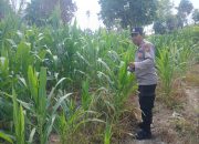 Dorong Ketahanan Pangan, Kasium Polsek BP Peliung Pantau Jagung di Lahan Warga