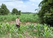 Bhabinkamtibmas Polsek BP Peliung Pantau Tanaman Jagung, Dorong Pemanfaatan Lahan Kosong