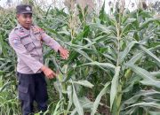Perkuat Ketahanan Pangan, Kanit Bimas Polsek BP Peliung Pantau Jagung di Pulau Negara
