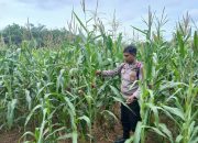 Lahan Kosong Disulap Jadi Kebun Jagung, Kanit Bimas Polsek BP Peliung Pantau Pertumbuhannya