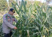 Brigpol Willy Pantau Lahan Jagung di Desa Bantan, Polsek BP Peliung Perkuat Dukungan Ketahanan Pangan