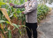Pantau Jagung di Pulau Negara, Brigpol Willy Pastikan Lahan Ketahanan Pangan Tetap Produktif