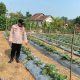 Dukung Ketahanan Pangan, Aipda I Putu Superdianto Cek Lahan Terong Warga di Belitang II