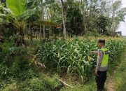 Polsek Belitang II Cek Lahan Jagung, Dukung Penguatan Ketahanan Pangan di Desa Sumber Sari