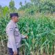 Aiptu Rusmiyadi Pantau Jagung di Banu Mas, Polsek BP Peliung Perkuat Program Ketahanan Pangan