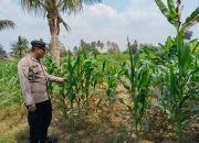 Brigpol Willy Pantau Pertumbuhan Jagung di Lahan Ketahanan Pangan Polsek BP Peliung