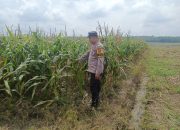 Dukung Swasembada Pangan, Bhabinkamtibmas Madang Suku I Pantau Lahan Jagung