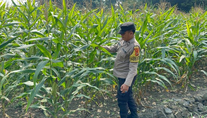 Bhabinkamtibmas BP Peliung Pantau Jagung di Desa Bantan, Dorong Lahan Kosong Jadi Produktif