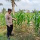 Brigpol Willy Cek Tanaman Jagung di Lahan Ketahanan Pangan BP Peliung