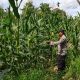 Pantau Lahan Jagung di Banu Mas, Kasium Polsek BP Peliung Dorong Ketahanan Pangan