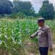 Polisi Pantau Tanaman Jagung di Banu Ayu, Dukung Penguatan Ketahanan Pangan