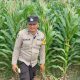 Dorong Lahan Produktif, Bhabinkamtibmas BP Peliung Cek Pertumbuhan Jagung di Desa Bantan