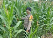 Bhabinkamtibmas BP Peliung Pantau Pertumbuhan Jagung, Dorong Pemanfaatan Lahan Kosong