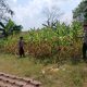 Kasium Polsek BP Peliung Turun Langsung Pantau Jagung di Lahan Ketahanan Pangan