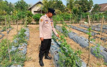 Polsek Belitang II Dorong Ketahanan Pangan, Aipda I Putu Cek Kebun Pare Milik Petani