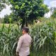 Polsek BP Peliung Optimalkan Lahan Kosong di Negeri Pakuan untuk Budidaya Jagung