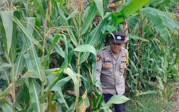 Bhabinkamtibmas Pantau Jagung di Bantan Pelita, Dorong Lahan Kosong Jadi Sumber Pangan