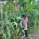 Bhabinkamtibmas Pantau Jagung di Bantan Pelita, Dorong Lahan Kosong Jadi Sumber Pangan