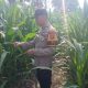 Bhabinkamtibmas BP Peliung Dorong Pemanfaatan Lahan Kosong untuk Ketahanan Pangan