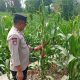 Polsek BP Peliung Pantau Pertumbuhan Jagung di Lahan Ketahanan Pangan Desa Bantan