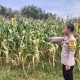 Bhabinkamtibmas Polsek Madang Suku I Pantau Pertumbuhan Jagung di Desa Tanah Merah