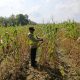 Bhabinkamtibmas Madang Suku I Pantau Jagung di Desa Jaya Bakti, Dukung Ketahanan Pangan