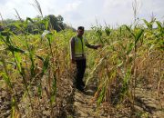 Kawal Ketahanan Pangan, Polsek Madang Suku I Pantau Perkembangan Tanaman Jagung