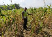 Aipda Bobi Juanda Pantau Pertumbuhan Jagung, Polsek Madang Suku I Perkuat Dukungan Program Ketahanan Pangan