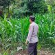 Monitoring Rutin Lahan Jagung, Kasium Polsek BP Peliung Perkuat Pendampingan Ketahanan Pangan