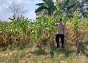 Polsek BP Peliung Intensif Dampingi Petani, Pertumbuhan Jagung di Lahan Ketahanan Pangan Terus Dipantau