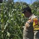 Polsek BP Peliung Gencarkan Monitoring Lahan Jagung, Bhabinkamtibmas Dampingi Petani di Desa Banu Mas